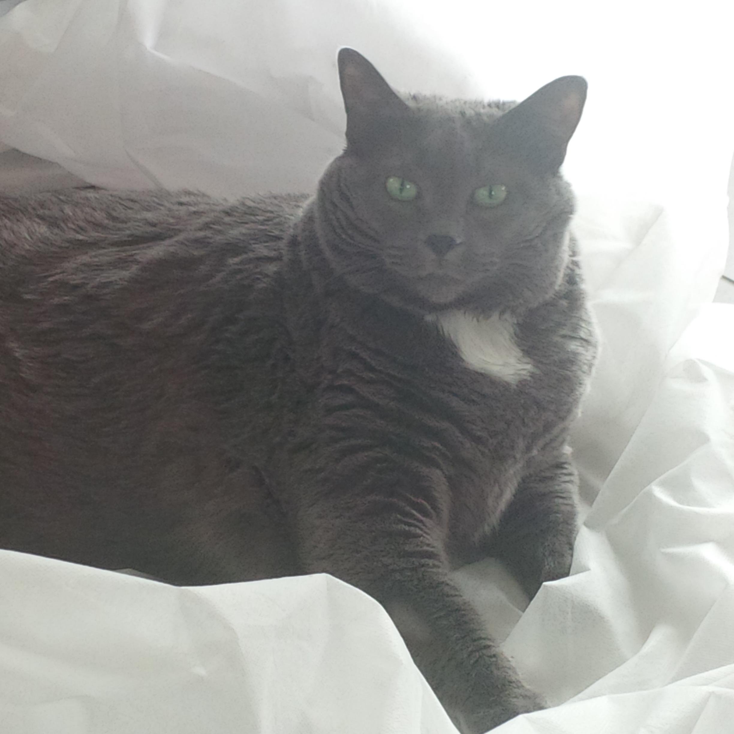 BeballRn's profile picture. Passionate about Health Care, Patient Safety, Politics and Cats. RTs & follows ≠ endorsements.