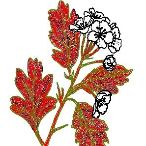 greenhaw_ps's profile picture. 