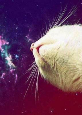 All you need is love... And a CAT. ❤