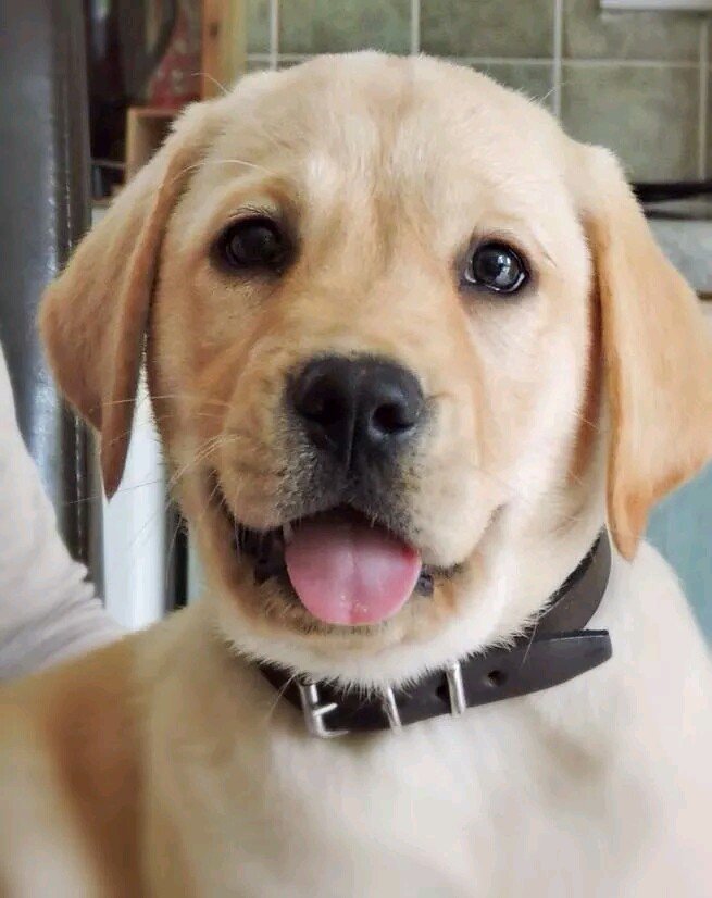 I am a Guide Dog Puppy in Training. I was born 17th July 2014