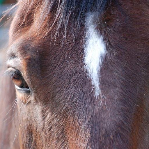 Find your authentic self through the wisdom of horses.