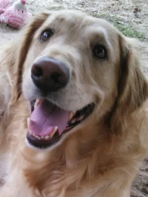 I love animals, especially my Golden Retrievers!