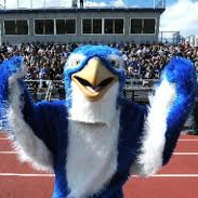 CCHSFalcons Profile Picture