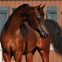 فن الخيول  (@af7e14c4b9804a0) 's Twitter Profile