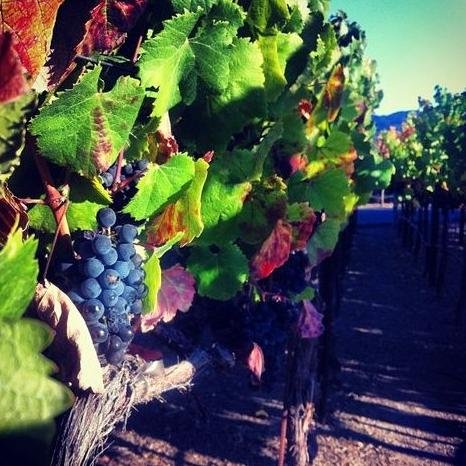 winerytrivia's profile picture. Winery Trivia - We Buy Sell Lease Website Domain Names