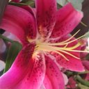 Philippa Hammond - @SpeakingScents - Twitter