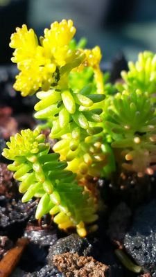 Ets Biopaysages, entreprise spécialisée en végétalisation urbaine, étanchéité bitumineuse - EPDM, production sedum : tapis - caissette precultivés-France/Suiss