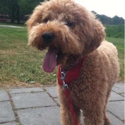 labradoodle ♡