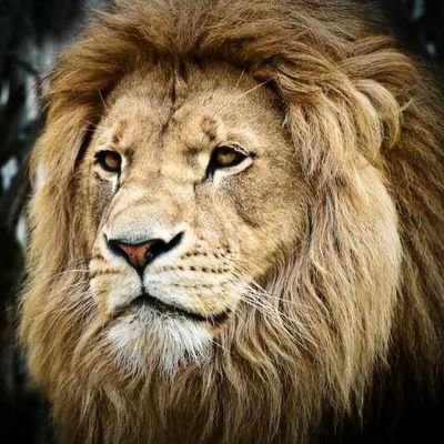 gato21da's profile picture. 