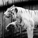 Awab ali - @awabali66789 - Twitter