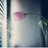 khalidMd_q's profile image