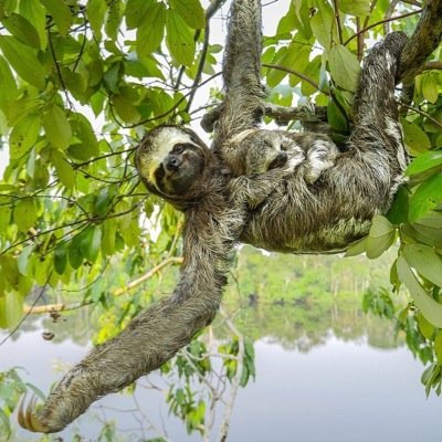 BambinoSloth_'s profile picture. 