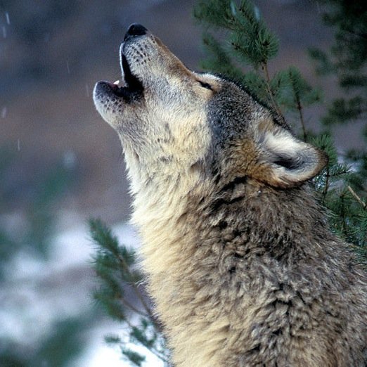 OAC2018Aggies's profile picture. The Ontario Agricultural College Class of 2018, we'll show you how Aggies roll.