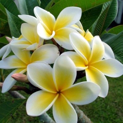 My Pacific Romance - where love has no boundaries