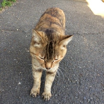 kaz2401109's profile picture. 欲しいものは心の平穏。この星の和歌山のこの僻地で暮らしてます。猫が好き。うちの猫は慢性腎不全との闘病後、星になりました（享年18歳）。「仕事帰りに車の中から柿畑の草むらに佇んでる猫と目が合った気がして、急いで引き返して拾った」という出会いに運命感じました。 ※写真の猫は野良猫です。