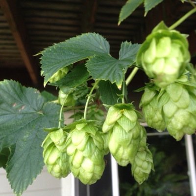 hoppy