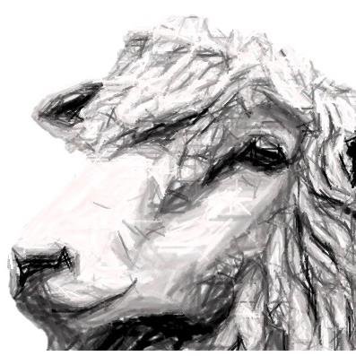 OurLongwools's profile picture. Rare breed Leicester Longwool sheep owned by Ruth and Phil Jarvis