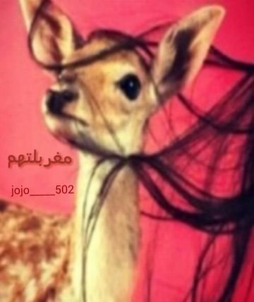 ‏‏‏‏‏سبحان الله وبحمده سبحان الله العظيم                                          متذوقه لشعر أميز الكلمه الهزله في الجزله

أحترم شنبک وخل الخاص منک