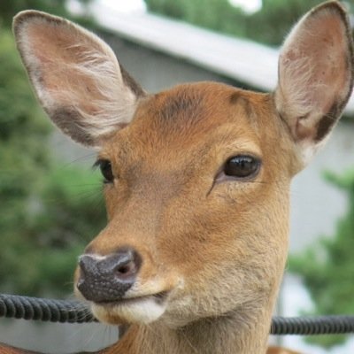 old_akko's profile picture. 