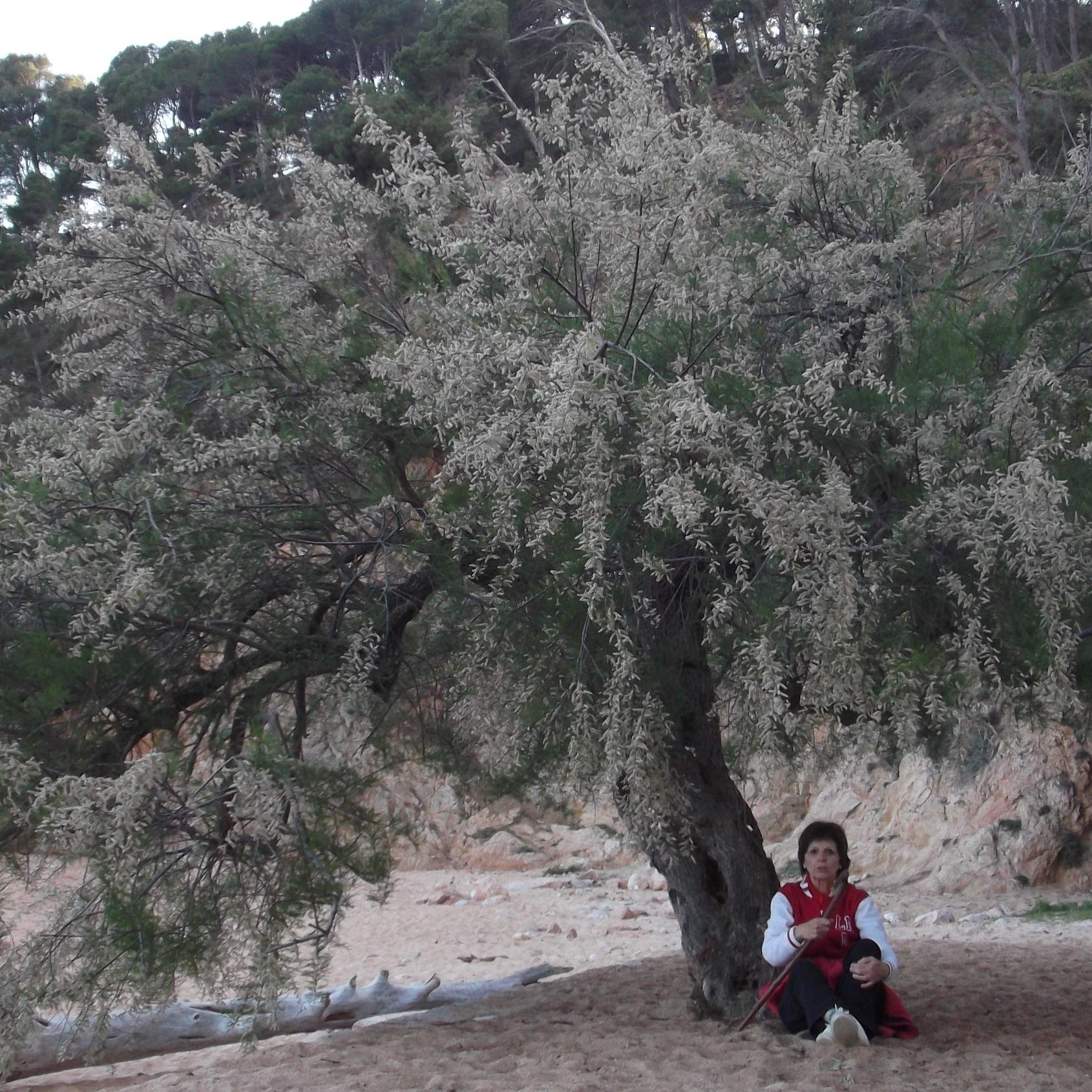 icorojusca's profile picture. les meves arrels i jo, captives de l'Empordanet