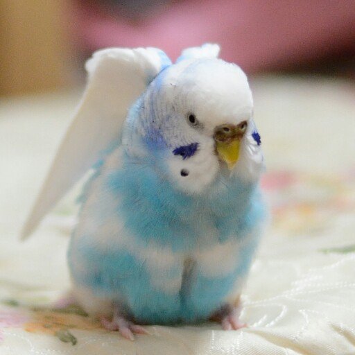 インコちゃんが宝物。仕事が忙しく平日のツイートは少なめ。Keyword : セキセイインコ、野鳥、カメラ。 Instagram ( https://t.co/A47pxYVZby ) でもよろしくお願いします。