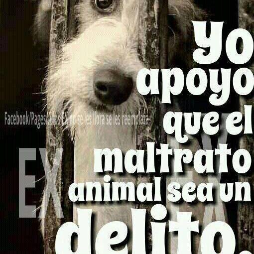 Soy animalista y muy orgullosa de serlo aqui estare defendiendoles hasta la muerte, nuestros animales,ellos se lo merecen todo.Basta ya de maltratarlos.