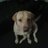 glasgowcleaner's profile image