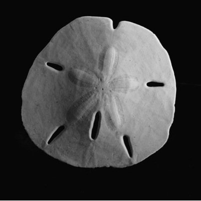 SJezewicz's profile picture. 