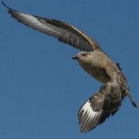 DementedBonxie (@dementedbonxie) 's Twitter Profile