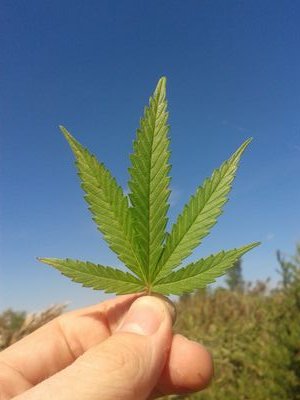 Home Grown As Fuck