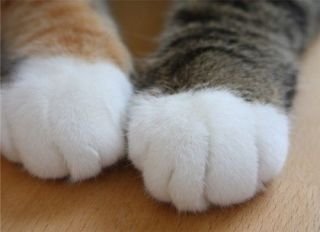 はじめまして(*^^*)よろしくお願いいたします。我が家には、捨てられていた猫が７匹います…小さな命を捨てないで欲しい…堂本光一さんのファンです。