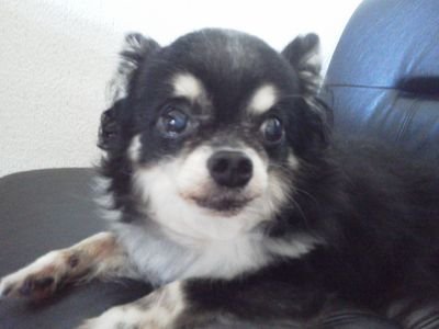 coguri_ebisu's profile picture. 