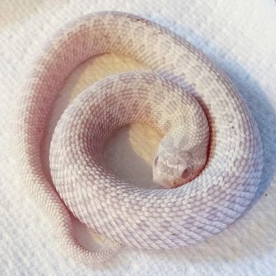 Western Hognose / Crested Gecko