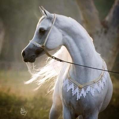 سبحان الله وبحمده ..سبحان الله العظيم.