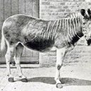 Tay Harris - @BoomboxCollage - Twitter