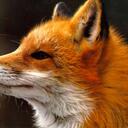 Juan - @JuanFox23 - Twitter