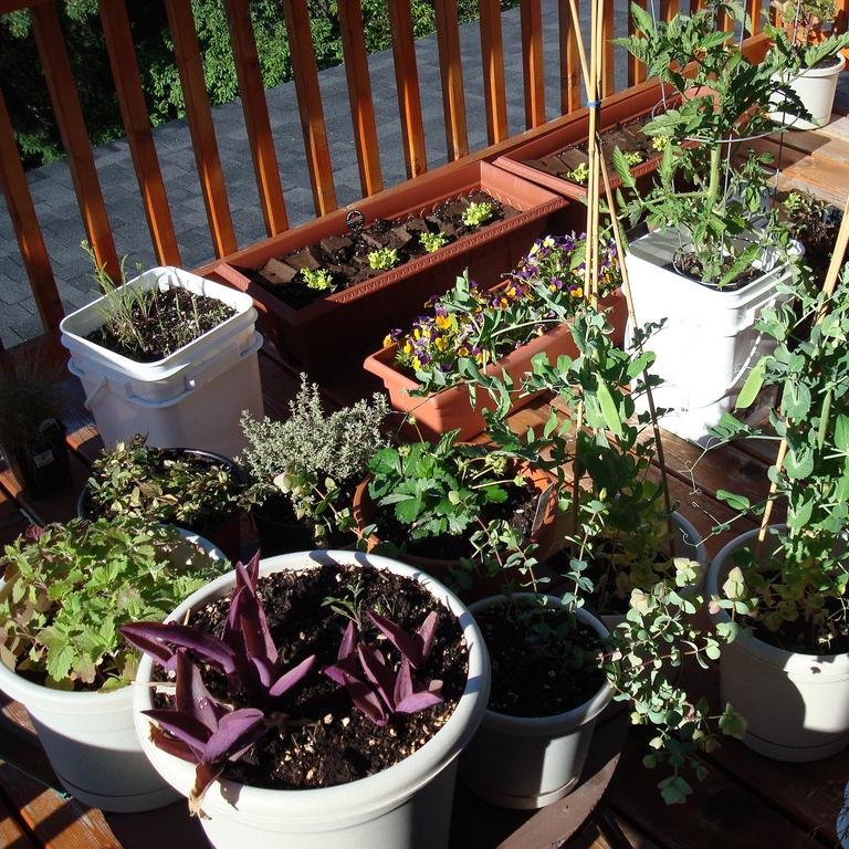 Does your garden have clean dirt? Help us learn more about soil contamination in urban gardens by using one of our free kits to measure heavy metals in soil!