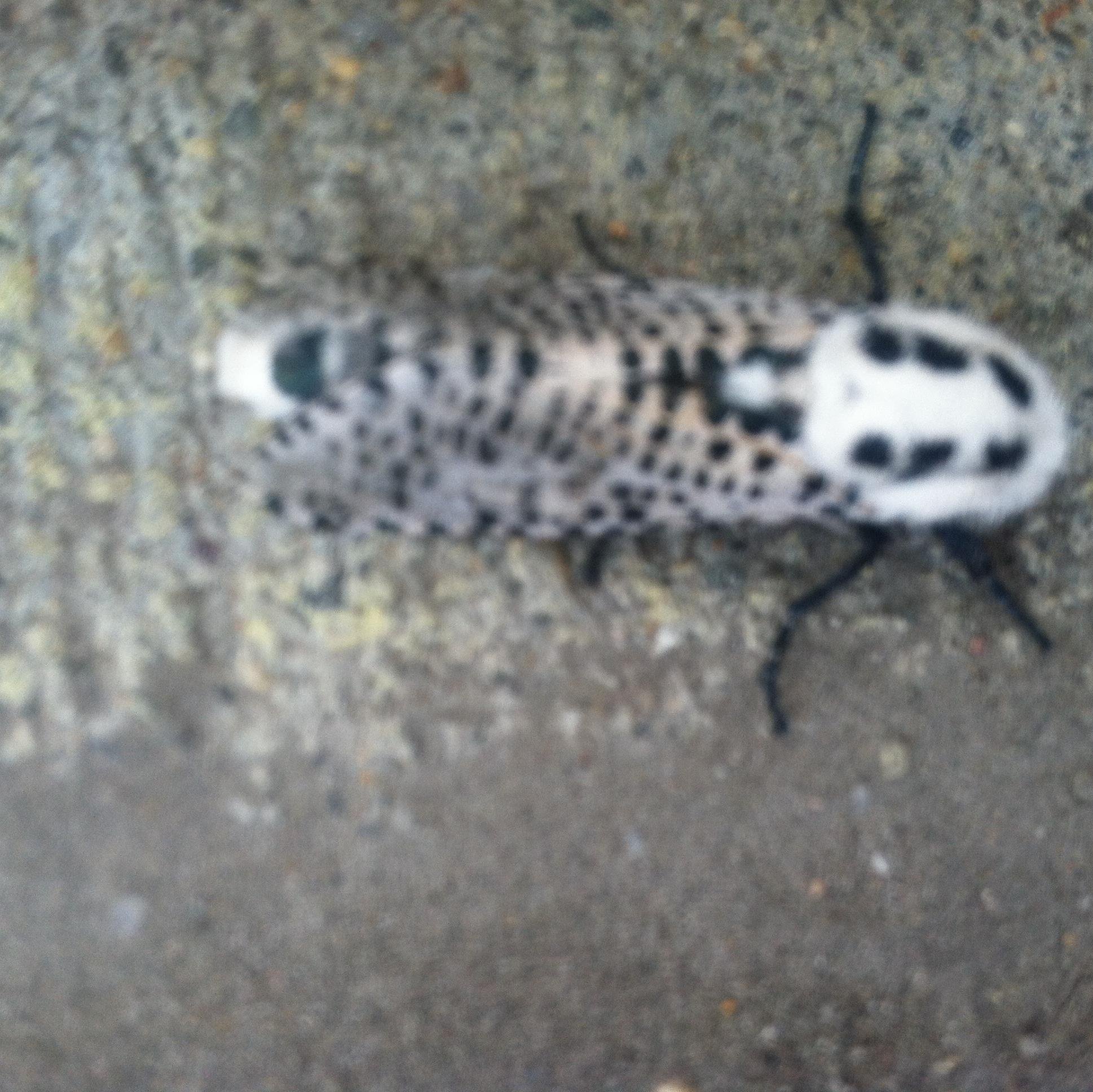 this is a moth. Not a dragonfly.