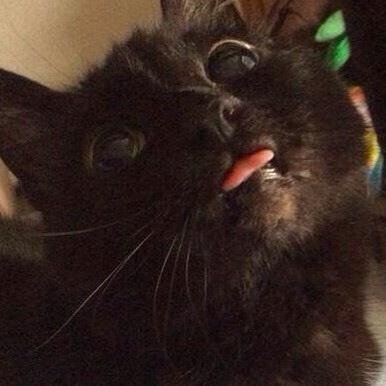 Coltondawriter's profile picture. @coleswriter 's administration's department. have a problem with Cole? ask me something. rpish:  i don't have enough room to list off my friends.