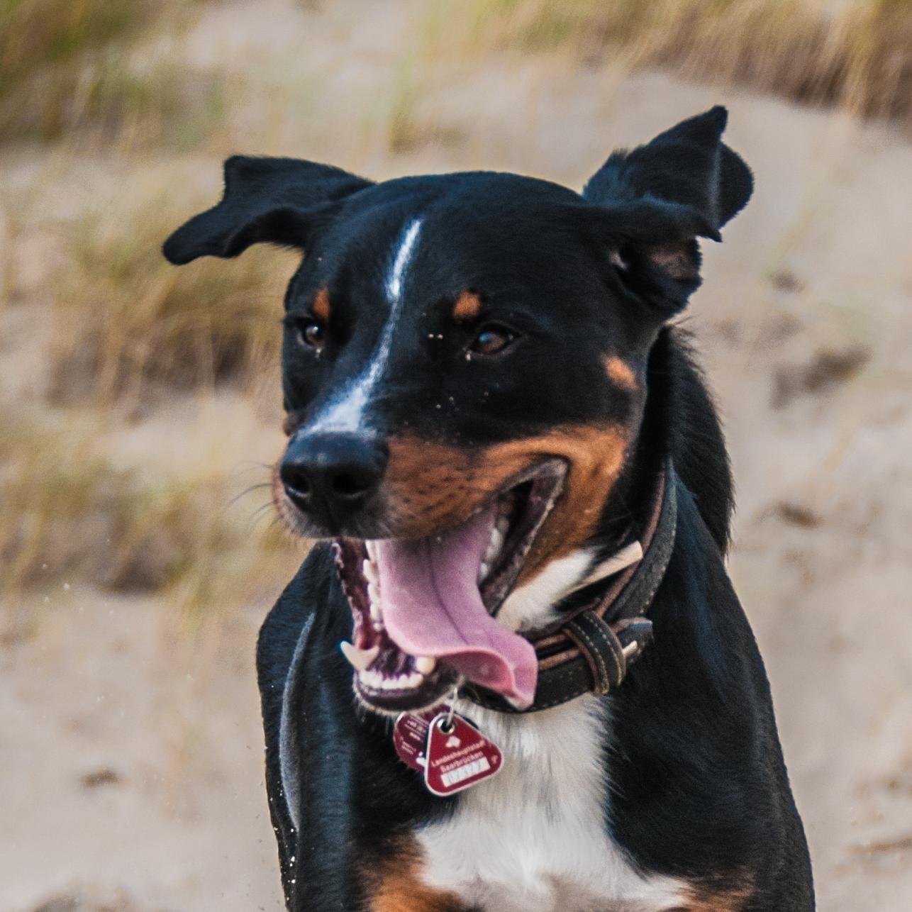 Appenzeller Sennenhund seit Juni 2013. Schuhfetischist. Frisbeegeil. Herzensbrecher.