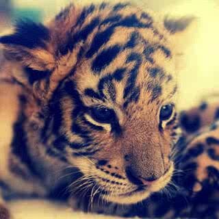 IAmMariam786's profile picture. 