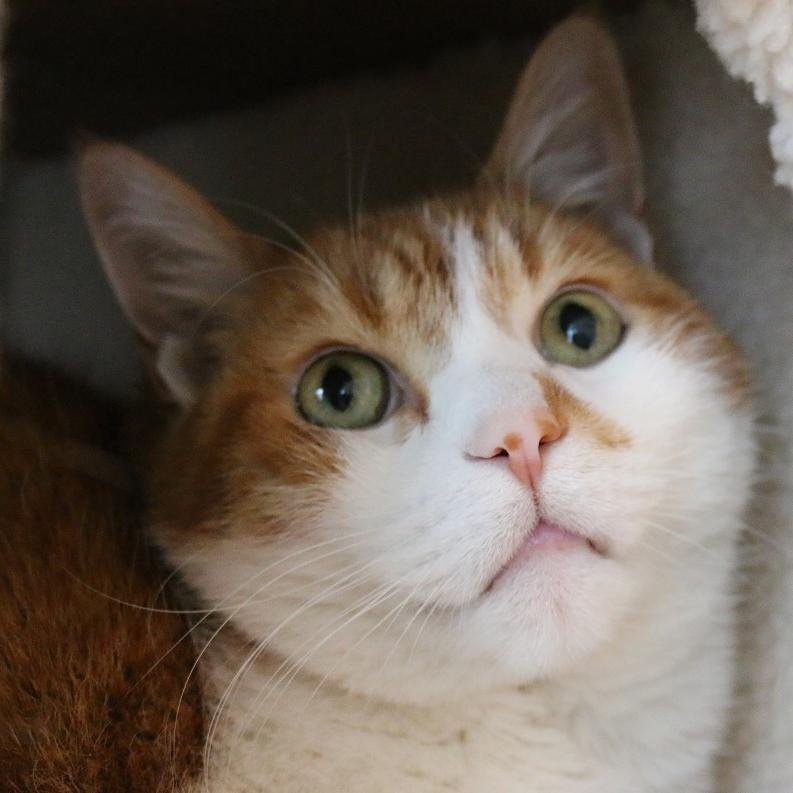 Evil_PumpkinBoy's profile picture. 