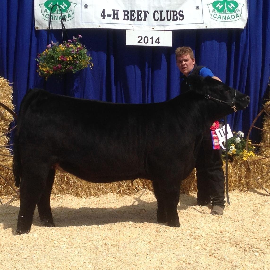 CDuffyCattle's profile picture. Purebred Maine Anjou Breeder