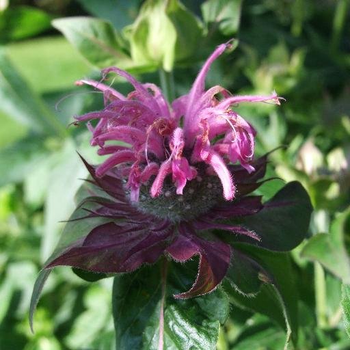 Owner of Gardener’s Cottage Plants - sustainable & organic nursery and garden, Quick Return (QR) composting specialist, garden writer, wildlife lover.
