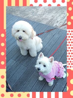 愛犬ｳｪｽﾃｨｰのんﾀﾝとゴールデンまつりを見おくり・・・。現在！あづきモナカ2頭のオーストラリアンラブラドゥードルとの生活を満喫中(*^O^*)