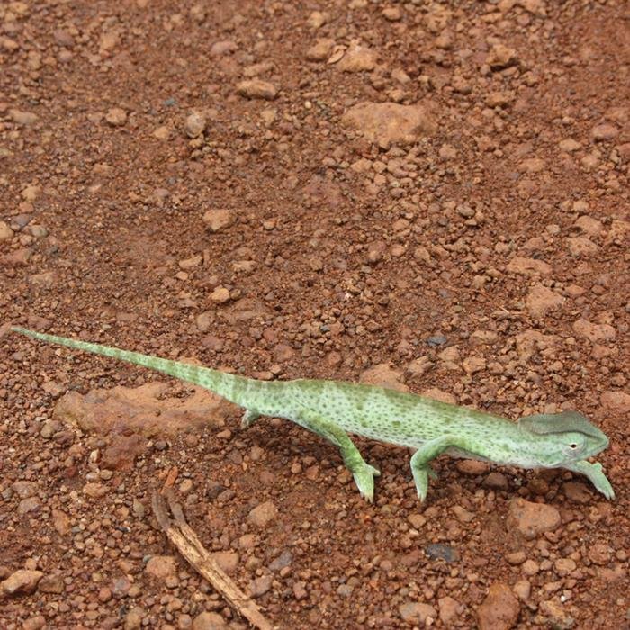 virginiacamposu's profile picture. 