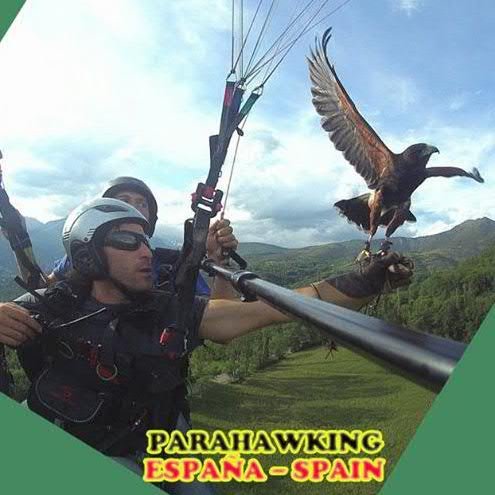 parahawking_es's profile picture. Vuelo en parapente con águilas