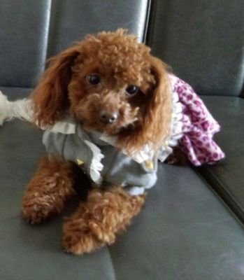 休日は愛犬とドッグラン・ドッグカフェ🐾 時々観劇・音楽鑑賞