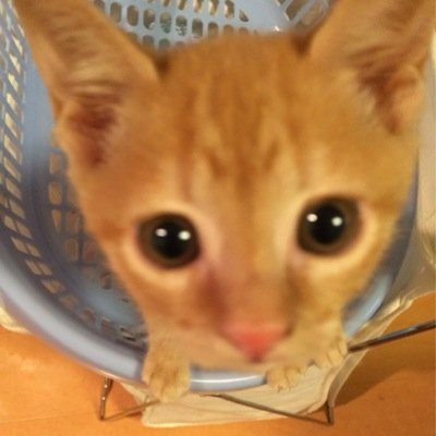 福島県民。アタミ(左12才オス)飼ってます。