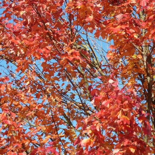 wheartwood's profile picture. I tweet about greenwood working, woodlands, habitats, wildlife, conservation, trees, coppicing and other related topics.